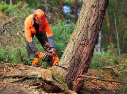 How Our Tree Care Process Works  in Lake Catherine, IL